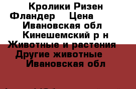 Кролики Ризен Фландер  › Цена ­ 200 - Ивановская обл., Кинешемский р-н Животные и растения » Другие животные   . Ивановская обл.